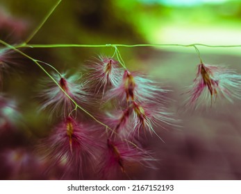 selected focus from close up photos of wild plants, textures or natural abstract backgrounds