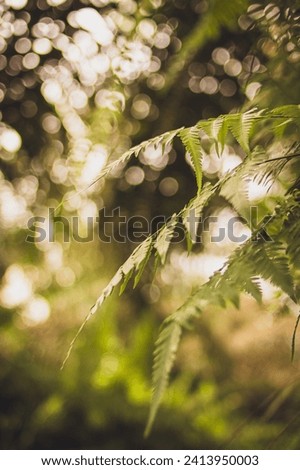 Selected focus of fern leaves in forest against bright blurred background