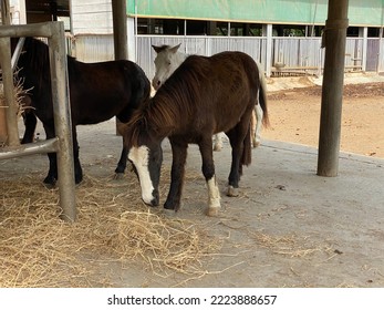 Selected Focus For Mini Horse