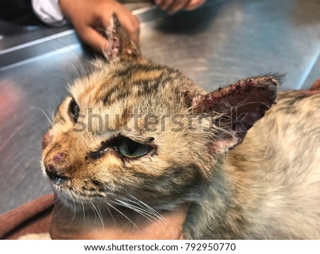 Selected focus, noise and soft image of cat face with feline sporotrichosis.A sporadic chronic granulomatous cat skin disease caused by Sporothrix schenckii fungal.