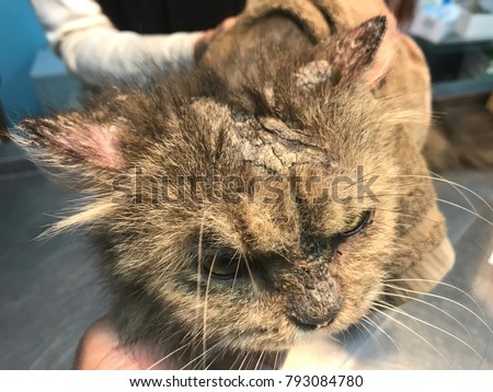 Selected focus, noisy and soft image of Cat with skin disease caused by fungus
