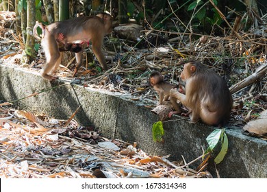 (Selected Focus Of) Wild Southern Pig-tailed Macaque (Macaca Nemestrina), Also Known As The Sundaland Pigtail Macaque And Sunda Pig-tailed Macaque. 