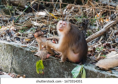 (Selected Focus Of) Wild Southern Pig-tailed Macaque (Macaca Nemestrina), Also Known As The Sundaland Pigtail Macaque And Sunda Pig-tailed Macaque. 