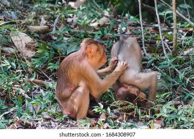 (Selected Focus Of) Wild Southern Pig-tailed Macaque (Macaca Nemestrina), Also Known As The Sundaland Pigtail Macaque And Sunda Pig-tailed Macaque.