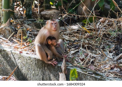 (Selected Focus Of) Wild Southern Pig-tailed Macaque (Macaca Nemestrina), Also Known As The Sundaland Pigtail Macaque And Sunda Pig-tailed Macaque. 