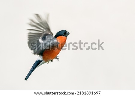 selected focus on the head isolated eurasian Bullfinch flying  on a white background