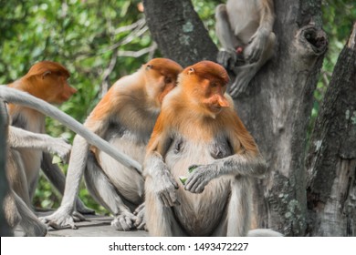 Ugly Monkey High Res Stock Images Shutterstock