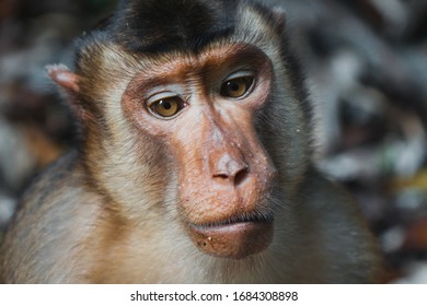 (Selected Focus) Rare Face Of Wild Southern Pig-tailed Macaque (Macaca Nemestrina), Also Known As The Sundaland Pigtail Macaque And Sunda Pig-tailed Macaque.