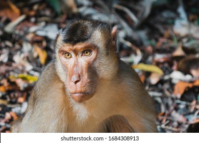 (Selected Focus) Rare Face Of Wild Southern Pig-tailed Macaque (Macaca Nemestrina), Also Known As The Sundaland Pigtail Macaque And Sunda Pig-tailed Macaque.