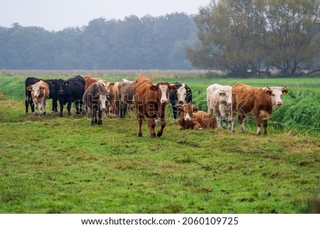 selected focus small herd of young bull cattle out in the pasture in rural somerset England United Kingdom
