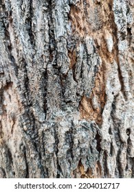 Selected Focus, The Texture Of The Tree Trunk Is Very Beautiful To Be Used As A Wallpaper Or Background