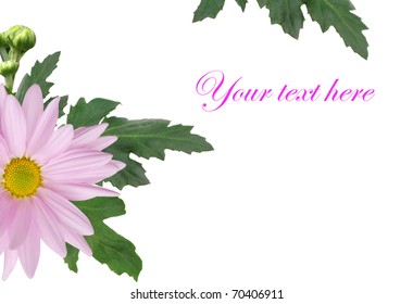 An selecting daisy border