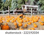 Selecting pumpkin from pumpkin patch in early Autumn.