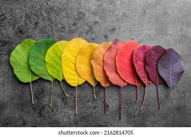 Selection of beautiful and colorful autunm leaves - Shutterstock ID 2162814705