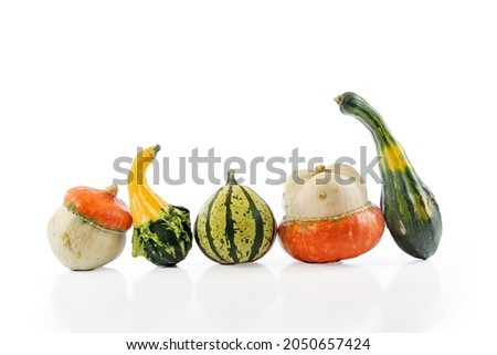 A selection of five autumn coloured gourds in a row shot on a white background with space for text, copyspace