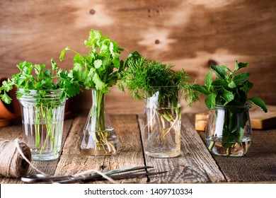 Selection of fresh homegrown organic culinary and aromatic herbs plant in glass jars on wooden background, home gardening, close up, selective focus. Cilantro, parsley, dill, mint - Shutterstock ID 1409710334