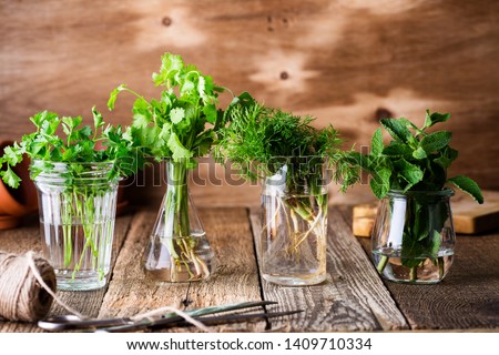 Selection of fresh homegrown organic culinary and aromatic herbs plant in glass jars on wooden background, home gardening, close up, selective focus. Cilantro, parsley, dill, mint