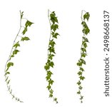 selection of green leaves of a vine  ivy  hedera branch isolated on transparent background 