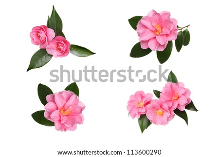 Selection of pink camellia flowers and leaves isolated against white