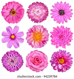 Selection of Pink White Flowers Isolated on White. Nine Flowers - Daisy, Strawflower, Zinnia, Cosmea, Chrysanthemum, Iberis, Rose, Dahlia