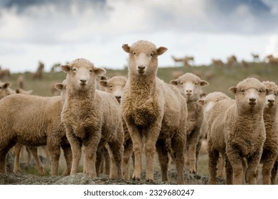 A selection of sheep in the mob stand looking curiously at the camera.