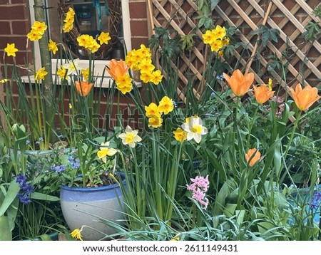 Selection of Spring bulbs I. Full flower including daffodils, tulips, forget me not