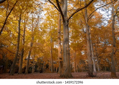 A Selection Of Tree's In Golden Winter Foilage In Apley Woods Shropshire.