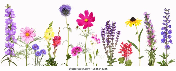 Auswahl verschiedener bunter Gartenblumen einzeln