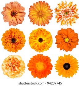 Selection of Various Orange Flowers Isolated on White Background. Dahlia, Daisy, Chrysanthemum, Pot Marigold, Carnation