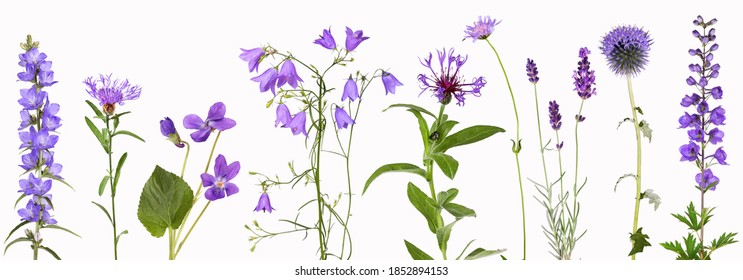 Auswahl an Violettblumen