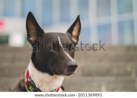 A selective of a black Canaan dog near the stairs