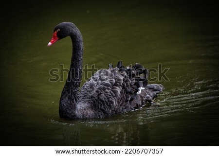 A selective of a black swan (Cygnus atratus) wading in a lake