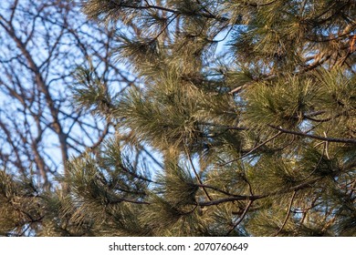 Selective blur on branches of tall austrian pine trees with a focus on their pine needles taken in the park of Palic, Serbia. Also called pinus or black pine, it's a coniferus from Europe.

 - Shutterstock ID 2070760649