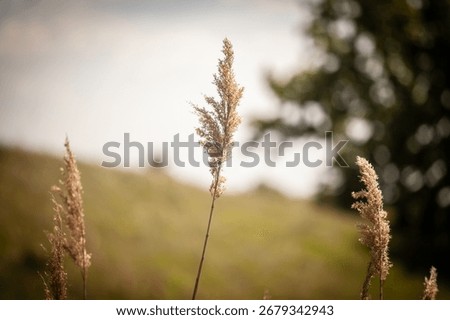 Selective blur on a bunch of common reed, also called phragmites, in a wetland of serbia, in Serbia. Phragmites are an invasive species of perennial reed.