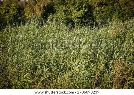 Selective blur on a bunch of common reed, green, also called phragmites, in a wetland of Europe, in Serbia, on a lake. Phragmites are an invasive species of perennial reed.