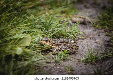 Selective blur on a European common toad, hidden in the grass and mud of a swamp, observing and staring with his eye bulbs. It is a amphibian often found in the waters of Europe.