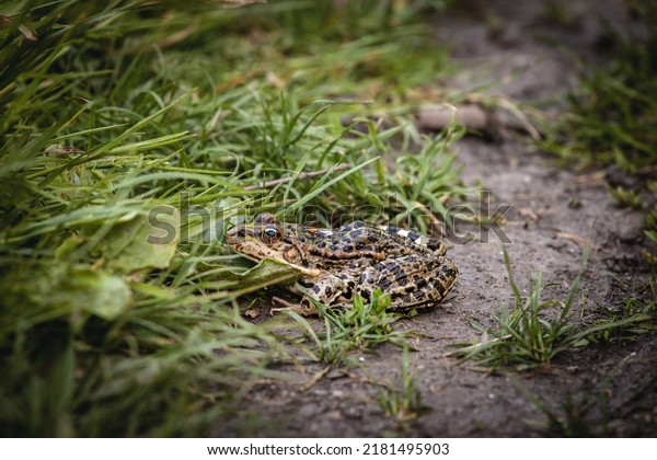 Selective\
blur on a European common toad, hidden in the grass and mud of a\
swamp, observing and staring with his eye bulbs. It is a amphibian\
often found in the waters of\
Europe.\
\
\
\
