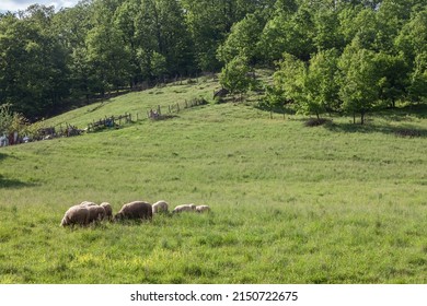 Selective blur on a flock and herd of white sheeps, with short wool, standing and eating in the grass land of a pasture in a Serbian farm. They are farming animals, also called ovis aries. 



