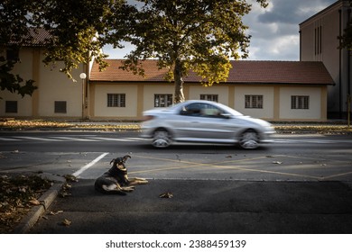 Selective blur on a lutalica, a typical serbian stray dog stray dog laying down by a road where a car past fast with a speed blur in Pancevo, Serbia.