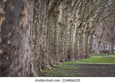 Selective blur on a row of plane trees, an alignment of trunks from the platanus genus, in a public park, in winter.