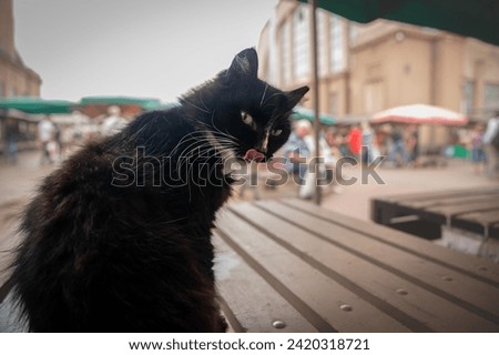Selective blur on a stray black and white tuxedo cat, staring at the camera in the Riga Central Market while licking lips, also known as Riga Centraltirgus.