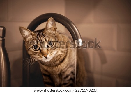 Selective blur on a tabby cat staring at the camera while drinking water from a tap, with the faucet running water, in a kitchen sink of a house.