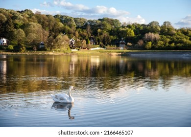 Selective blur on a white swan, alone, swimming on the waters of lake sot, or sotsko jezero, in summer, in Serbia, in the fruska gora mountains. Swans, or cygnus, are a white bird from European waters