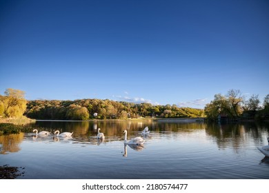 Selective blur on white swans, in a flock group herd, swimming on the waters of lake sot, or sotsko jezero, in summer, in Serbia, in the fruska gora mountains. Swans, or cygnus, are a white bird 