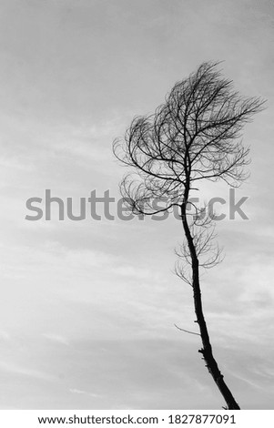 Similar – Image, Stock Photo Windy today Environment