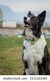 A selective of a Border Collie looking up to the sky in a green field