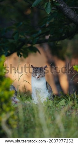 Similar – Foto Bild Wiesenkatze. katzengesucht im hohen Gras