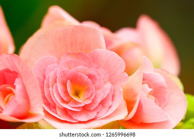 Selective close up soft focus colored Flower with blurry background.