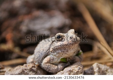 A selective closeup of a canyon tree frog on a stone