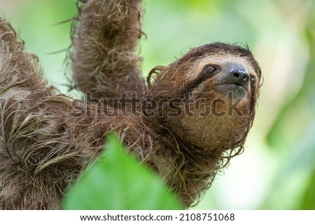 A selective closeup of a cute sloth hanging on a tr